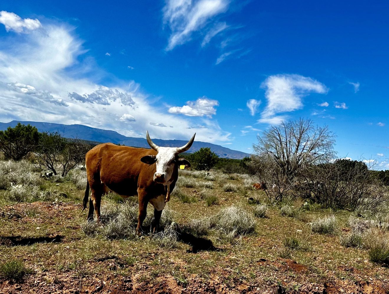 A wild cow standing in the vibrant red rock landscapes of Sedona, with towering sandstone formations and lush greenery in the background, under a clear blue sky, showcasing the thrill of adventure and the beauty of nature.